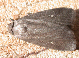Miranda Moth